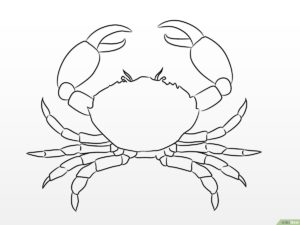 Crabe